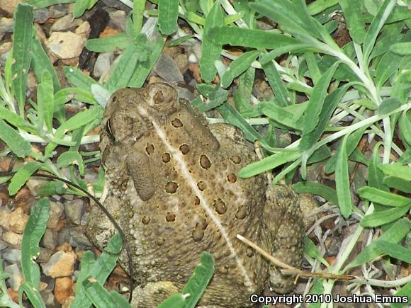 Woodhouse's Toad (Anaxyrus woodhousii woodhousii)