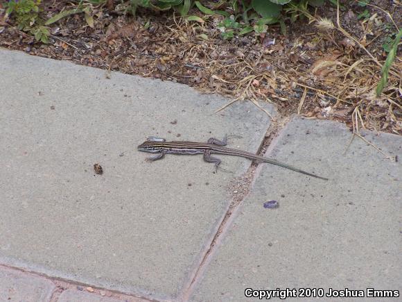 Desert Grassland Whiptail (Aspidoscelis uniparens)