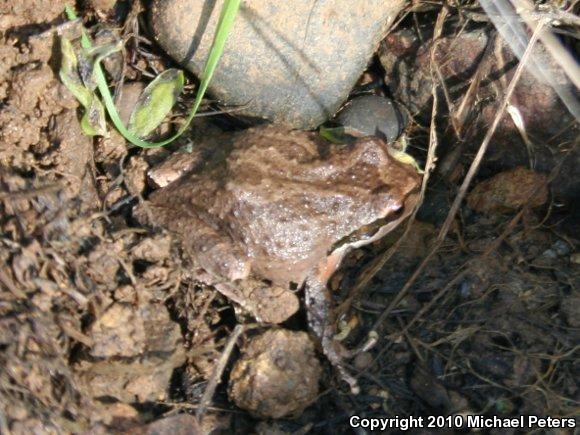 Sierran Treefrog (Pseudacris sierra)