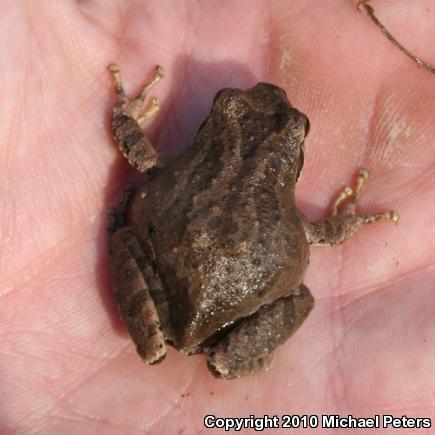 Sierran Treefrog (Pseudacris sierra)