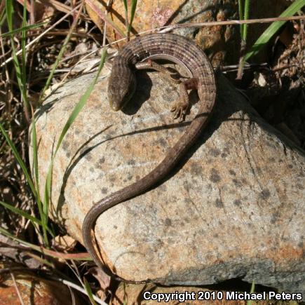 California Alligator Lizard (Elgaria multicarinata multicarinata)