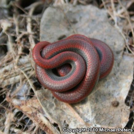 Sharp-tailed Snake (Contia tenuis)