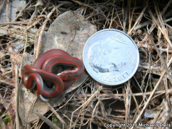 Sharp-tailed Snake (Contia tenuis)