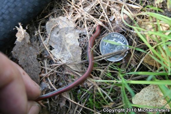 Sharp-tailed Snake (Contia tenuis)