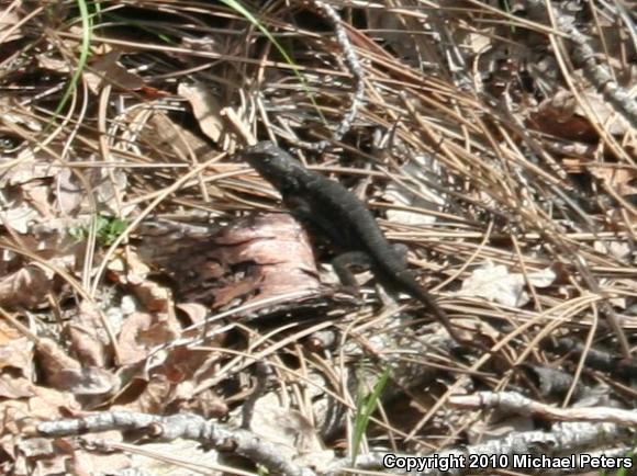 NorthWestern Fence Lizard (Sceloporus occidentalis occidentalis)