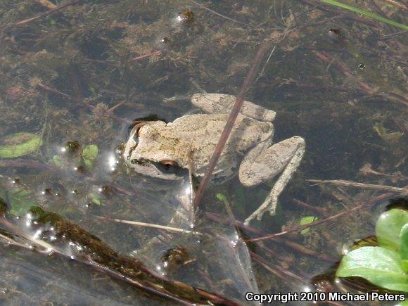 Sierran Treefrog (Pseudacris sierra)