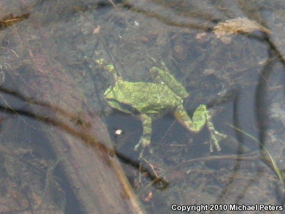 Sierran Treefrog (Pseudacris sierra)