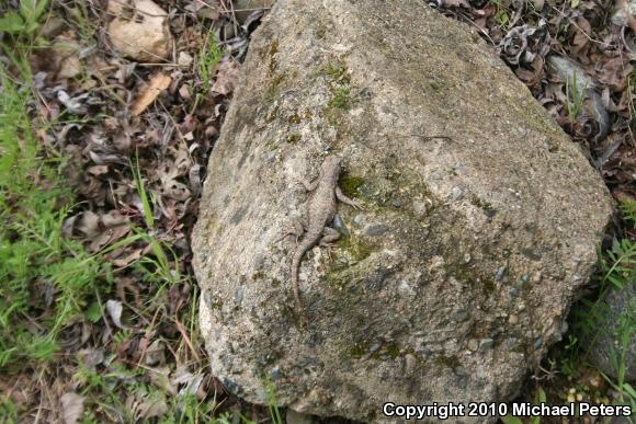 NorthWestern Fence Lizard (Sceloporus occidentalis occidentalis)