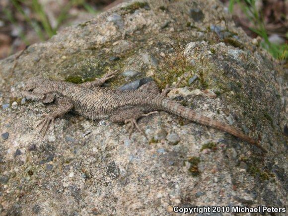 NorthWestern Fence Lizard (Sceloporus occidentalis occidentalis)