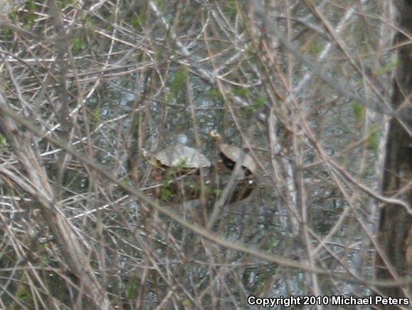 Western Pond Turtle (Actinemys marmorata)