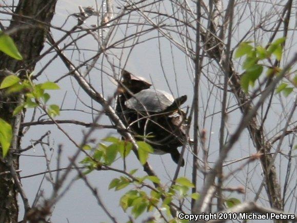 Red-eared Slider (Trachemys scripta elegans)