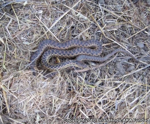 San Diego Gopher Snake (Pituophis catenifer annectens)