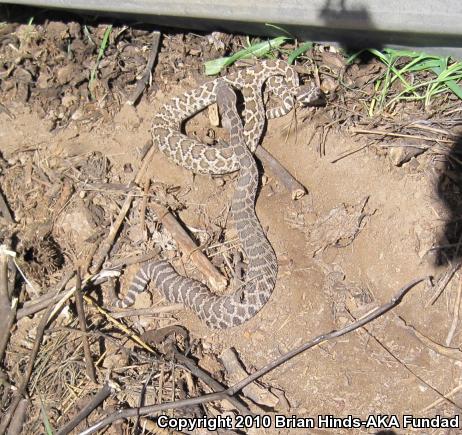 Southern Pacific Rattlesnake (Crotalus oreganus helleri)