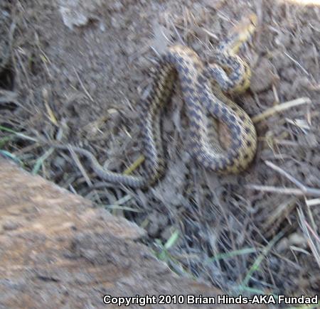 San Diego Gopher Snake (Pituophis catenifer annectens)