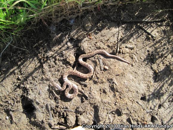 San Diego Nightsnake (Hypsiglena ochrorhyncha klauberi)