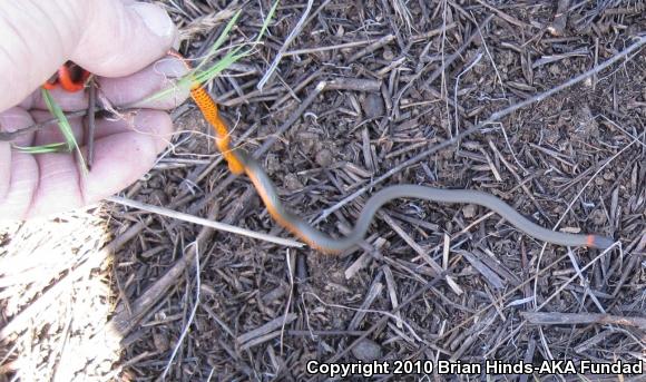 San Bernardino Ring-necked Snake (Diadophis punctatus modestus)