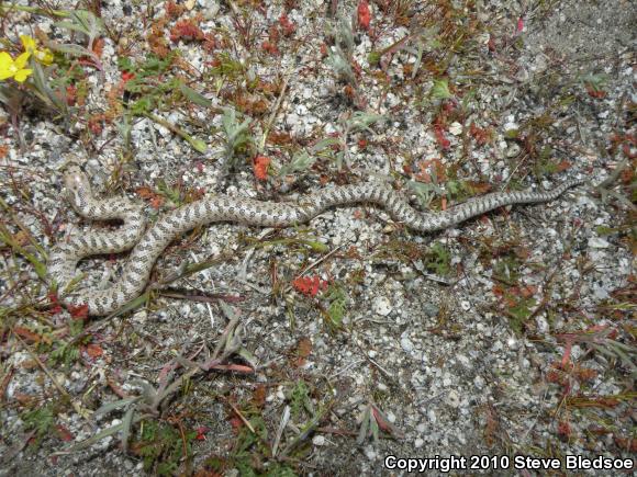 Desert Glossy Snake (Arizona elegans eburnata)