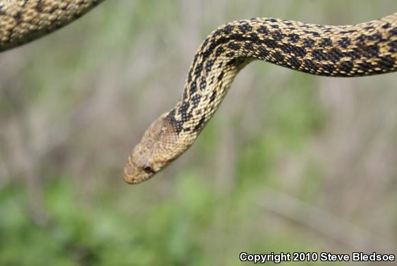 San Diego Gopher Snake (Pituophis catenifer annectens)