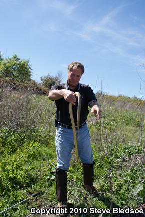 San Diego Gopher Snake (Pituophis catenifer annectens)