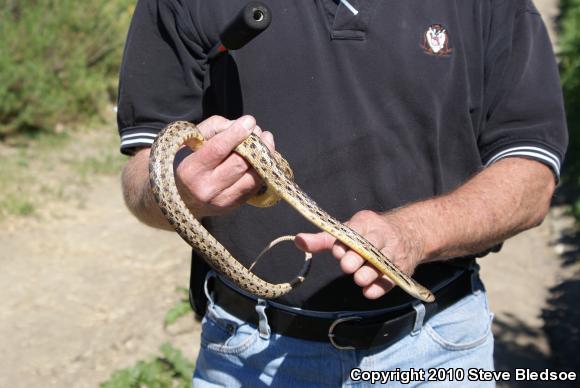 San Diego Gopher Snake (Pituophis catenifer annectens)