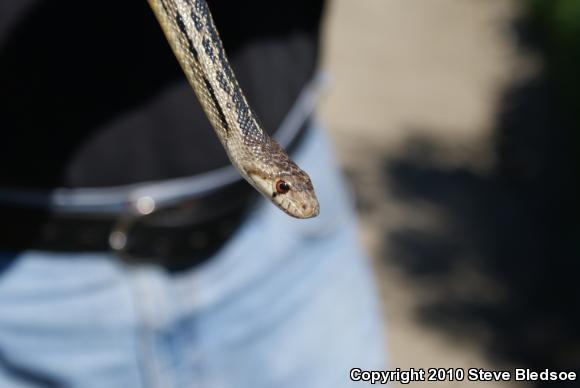 San Diego Gopher Snake (Pituophis catenifer annectens)