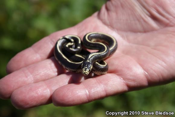 California Kingsnake (Lampropeltis getula californiae)