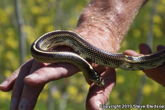 California Kingsnake (Lampropeltis getula californiae)