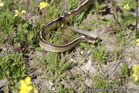 California Kingsnake (Lampropeltis getula californiae)