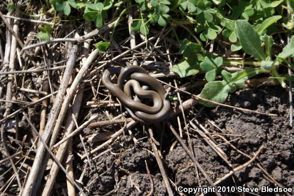 San Diego Ring-necked Snake (Diadophis punctatus similis)