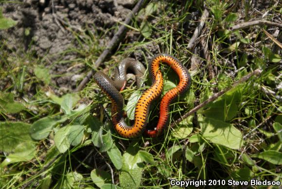 San Diego Ring-necked Snake (Diadophis punctatus similis)