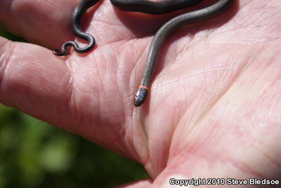 San Diego Ring-necked Snake (Diadophis punctatus similis)