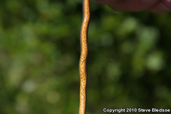 San Diego Ring-necked Snake (Diadophis punctatus similis)