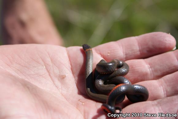 San Diego Ring-necked Snake (Diadophis punctatus similis)