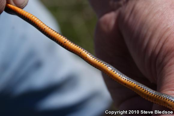 San Diego Ring-necked Snake (Diadophis punctatus similis)