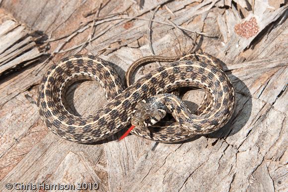 Checkered Gartersnake (Thamnophis marcianus marcianus)