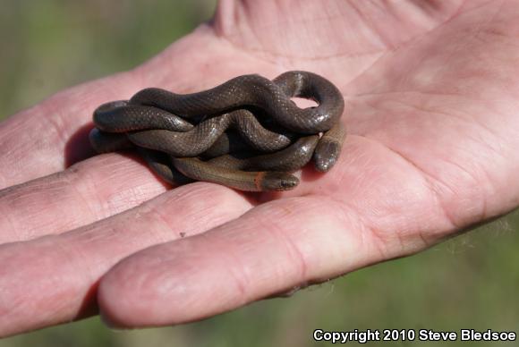 San Diego Ring-necked Snake (Diadophis punctatus similis)