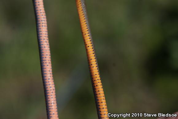 San Diego Ring-necked Snake (Diadophis punctatus similis)