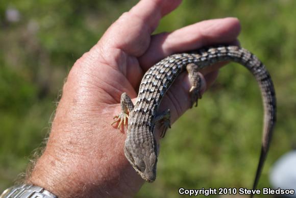 San Diego Alligator Lizard (Elgaria multicarinata webbii)