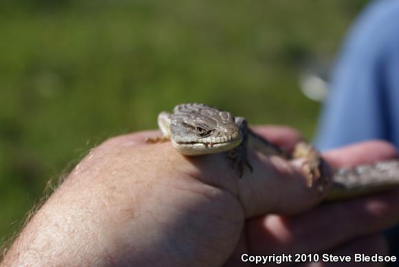 San Diego Alligator Lizard (Elgaria multicarinata webbii)