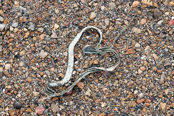 Gulf Coast Ribbonsnake (Thamnophis proximus orarius)