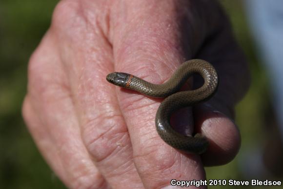 San Diego Ring-necked Snake (Diadophis punctatus similis)