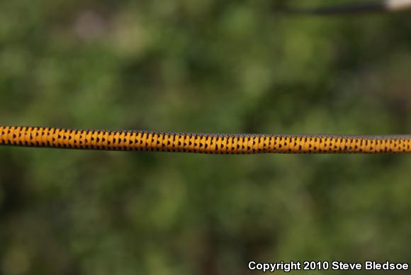 San Diego Ring-necked Snake (Diadophis punctatus similis)