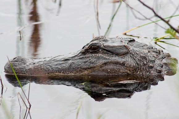 American Alligator (Alligator mississippiensis)