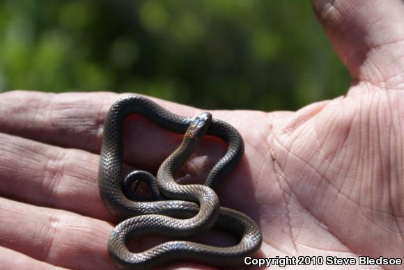 San Diego Ring-necked Snake (Diadophis punctatus similis)