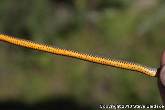 San Diego Ring-necked Snake (Diadophis punctatus similis)