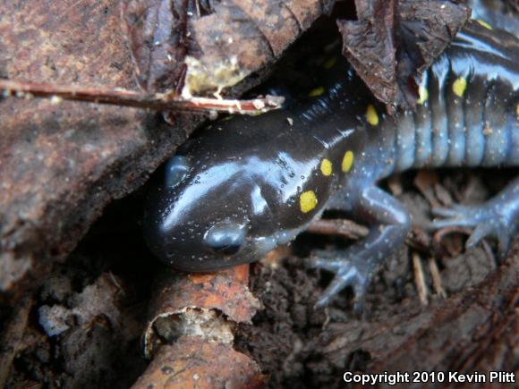 Spotted Salamander (Ambystoma maculatum)