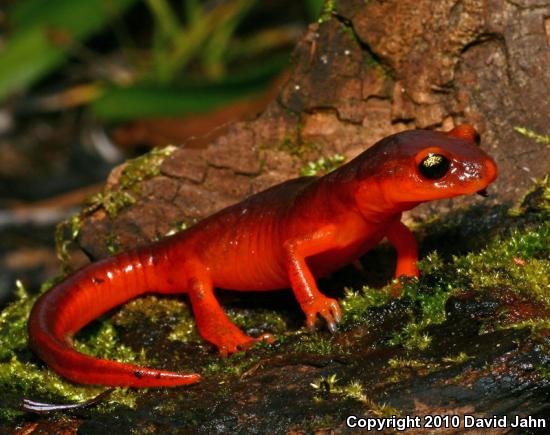 Yellow-eyed Ensatina (Ensatina eschscholtzii xanthoptica)