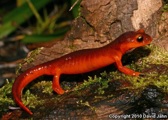 Yellow-eyed Ensatina (Ensatina eschscholtzii xanthoptica)