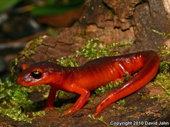 Yellow-eyed Ensatina (Ensatina eschscholtzii xanthoptica)