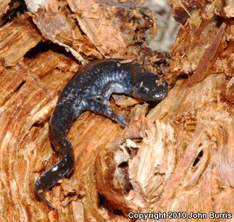 Blue-spotted Salamander (Ambystoma laterale)